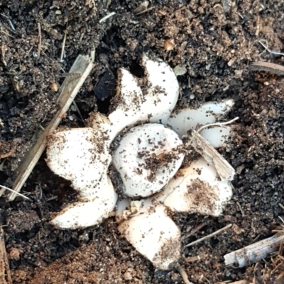 Geastrum sp. (Geastrum sp.) at Scullin, ACT - 12 May 2020 by Mish90