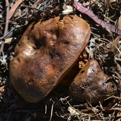 Unverified Cap on a stem; pores below cap [boletes & stemmed polypores] at Gowrie, ACT - 3 May 2020 by BBDvoc