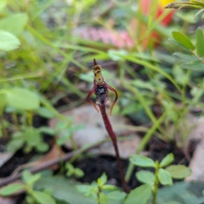 Chiloglottis diphylla (Common Wasp Orchid) at Termeil State Forest - 14 May 2020 by NickWilson
