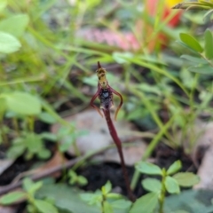 Chiloglottis diphylla (Common Wasp Orchid) at Termeil State Forest - 14 May 2020 by NickWilson