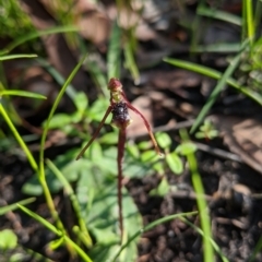 Chiloglottis diphylla at Termeil, NSW - 14 May 2020
