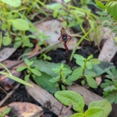 Chiloglottis diphylla at Termeil, NSW - suppressed