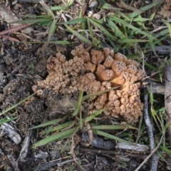 Ramaria sp. (A Coral fungus) at Gowrie, ACT - 7 May 2020 by BBDvoc