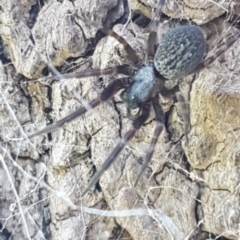 Badumna insignis (Black House Spider) at Belconnen, ACT - 15 May 2020 by trevorpreston