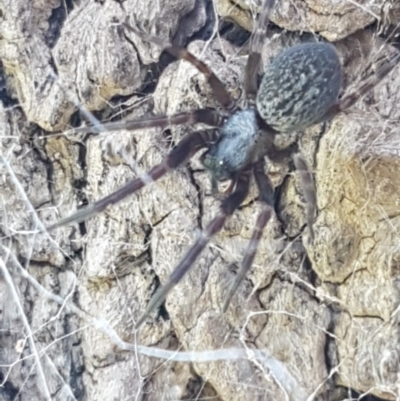 Badumna insignis (Black House Spider) at Belconnen, ACT - 15 May 2020 by trevorpreston