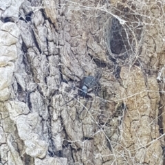 Badumna insignis at Belconnen, ACT - 15 May 2020