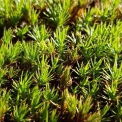 Polytrichaceae at Lake Ginninderra - 15 May 2020 by tpreston