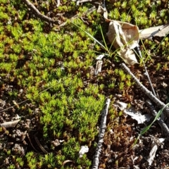 Polytrichaceae at Belconnen, ACT - 15 May 2020