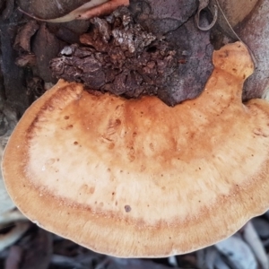 Truncospora ochroleuca at Belconnen, ACT - 15 May 2020