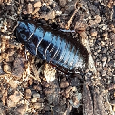 Panesthia australis (Common wood cockroach) at Belconnen, ACT - 15 May 2020 by trevorpreston