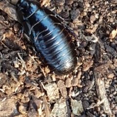 Panesthia australis at Belconnen, ACT - 15 May 2020