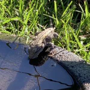 Amphibolurus muricatus at Black Range, NSW - 15 May 2020