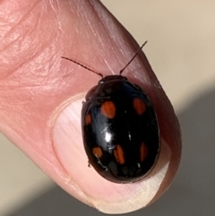 Paropsisterna octosignata at Black Range, NSW - 28 May 2020