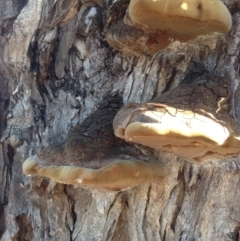 Phellinus sp. (non-resupinate) (A polypore) at Hughes Grassy Woodland - 15 May 2020 by jennyt