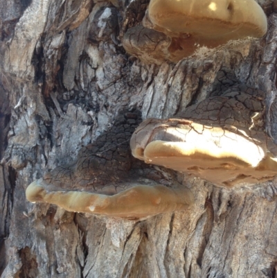 Phellinus sp. (non-resupinate) (A polypore) at Hughes Grassy Woodland - 15 May 2020 by jennyt