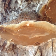 Phellinus sp. (non-resupinate) at Hughes, ACT - 15 May 2020