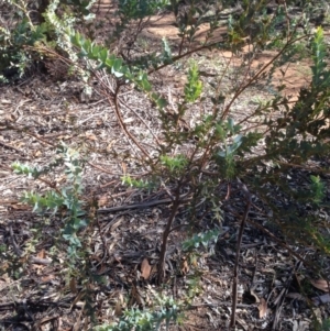 Acacia cultriformis at Deakin, ACT - 15 May 2020