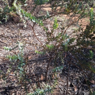 Acacia cultriformis (Knife Leaf Wattle) at Hughes Grassy Woodland - 15 May 2020 by jennyt