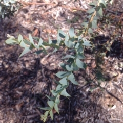 Acacia cultriformis at Deakin, ACT - 15 May 2020