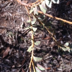 Acacia cultriformis at Deakin, ACT - 15 May 2020 12:01 PM