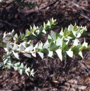 Acacia cultriformis at Deakin, ACT - 15 May 2020 12:01 PM