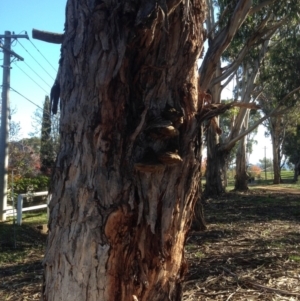 Phellinus sp. (non-resupinate) at Hughes, ACT - 15 May 2020 02:41 PM