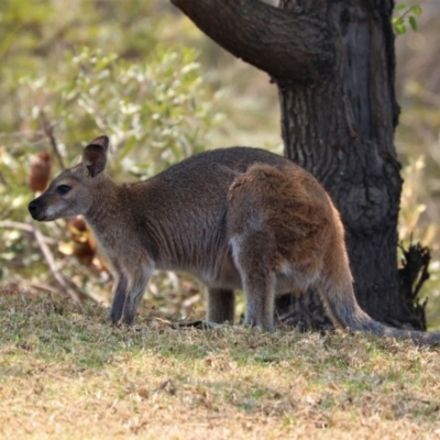 Notamacropus rufogriseus (Red-necked Wallaby) at Black Range, NSW - 29 Nov 2019 by AndrewMcCutcheon