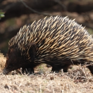 Tachyglossus aculeatus at Black Range, NSW - 29 Nov 2019