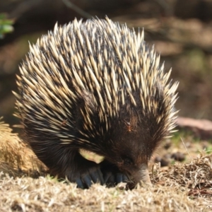 Tachyglossus aculeatus at Black Range, NSW - 29 Nov 2019