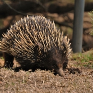 Tachyglossus aculeatus at Black Range, NSW - 29 Nov 2019