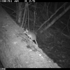 Antechinus agilis (Agile Antechinus) at Black Range, NSW - 20 Apr 2016 by AndrewMcCutcheon