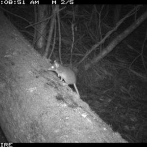 Antechinus agilis at Black Range, NSW - 21 Apr 2016 06:09 AM