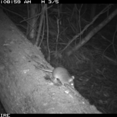 Antechinus agilis at Black Range, NSW - 21 Apr 2016