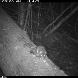 Antechinus agilis at Black Range, NSW - 21 Apr 2016