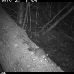 Antechinus agilis at Black Range, NSW - 21 Apr 2016 06:09 AM