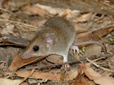 Sminthopsis leucopus (White-footed Dunnart) at Black Range, NSW - 21 Jan 2016 by AndrewMcCutcheon