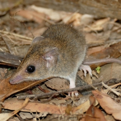 Sminthopsis leucopus (White-footed Dunnart) at Black Range, NSW - 21 Jan 2016 by AndrewMcCutcheon