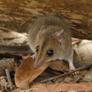 Sminthopsis leucopus at Black Range, NSW - 21 Jan 2016