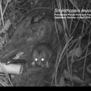 Sminthopsis leucopus at Black Range, NSW - 21 Jan 2016 04:59 AM