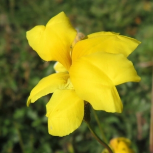 Goodenia pinnatifida at Symonston, ACT - 14 May 2020