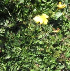 Goodenia pinnatifida at Symonston, ACT - 14 May 2020