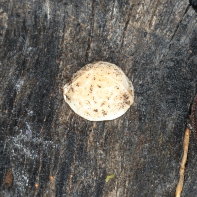 Unverified Fungus at Mount Ainslie - 10 Apr 2020 by jb2602