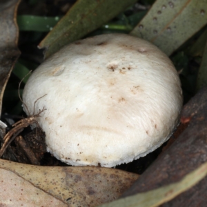 Agaricus sp. at Majura, ACT - 10 Apr 2020 03:42 PM