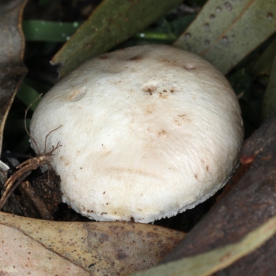 Agaricus sp. (Agaricus) at Majura, ACT - 10 Apr 2020 by jbromilow50