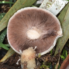 Agaricus sp. at Majura, ACT - 10 Apr 2020 03:42 PM