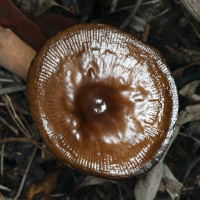 Oudemansiella 'radicata group' (Rooting shank) at Mount Ainslie - 10 Apr 2020 by jb2602