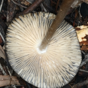 Oudemansiella 'radicata group' at Ainslie, ACT - 10 Apr 2020