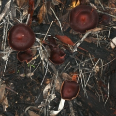 Tubaria rufofulva (Burgundy Wood Tubaria) at Mount Ainslie - 10 Apr 2020 by jb2602