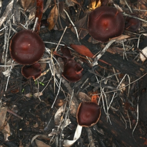 Tubaria rufofulva at Ainslie, ACT - 10 Apr 2020