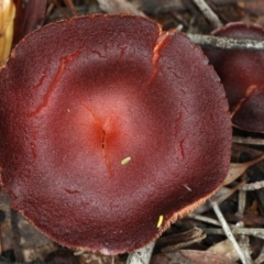 Tubaria rufofulva at Ainslie, ACT - 10 Apr 2020